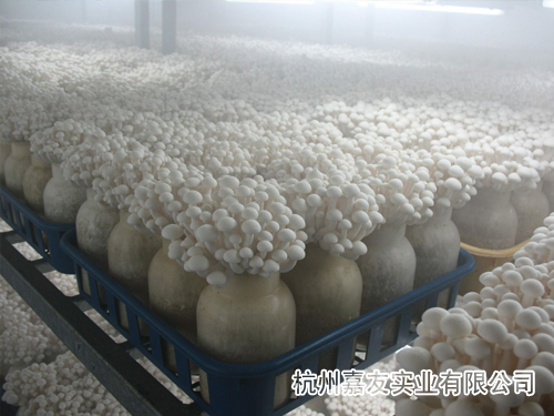 食用菌加濕器