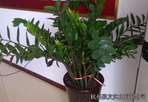 杭州嘉友實業環境